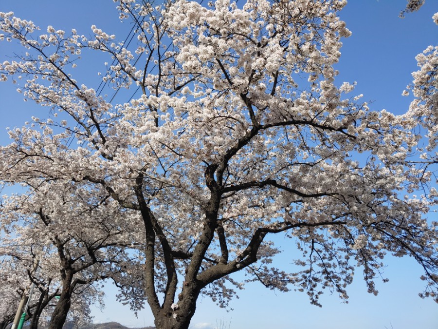 코그커피 이미지