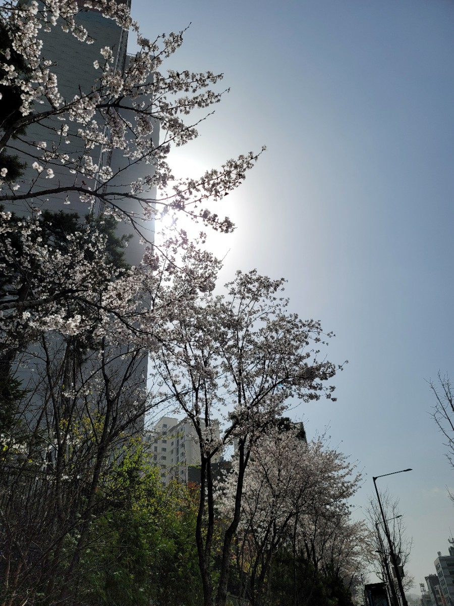 다이어트스파퓨어스파 이미지