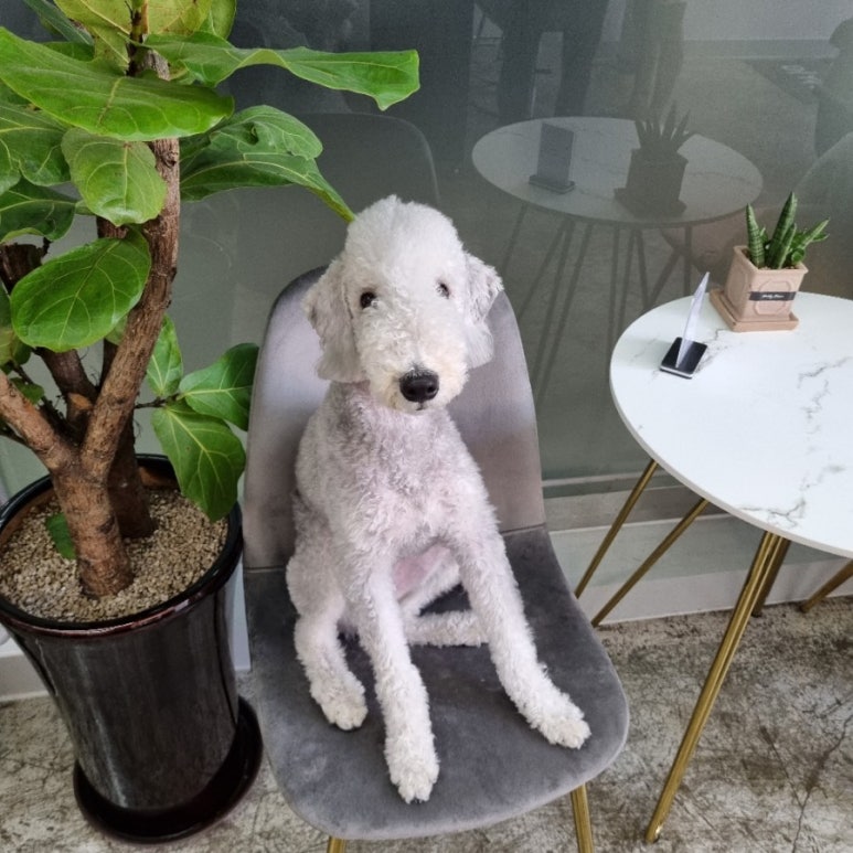 까꿍미용실 이미지