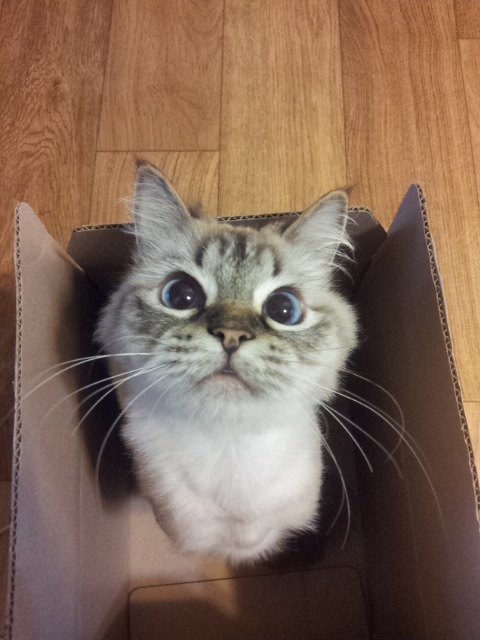 캣츠앤미 이미지