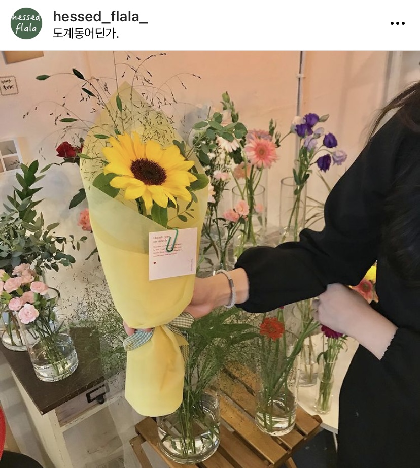 헤쎄드플라라 이미지