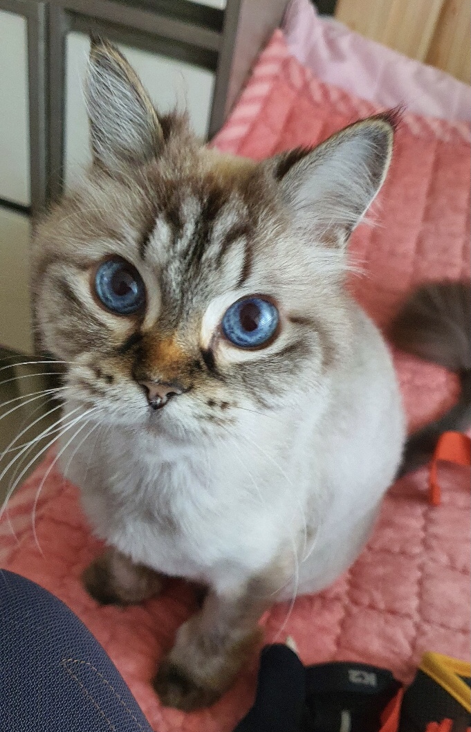 캣츠앤미 이미지