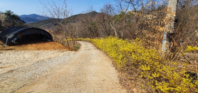 개나리꽃농원 이미지