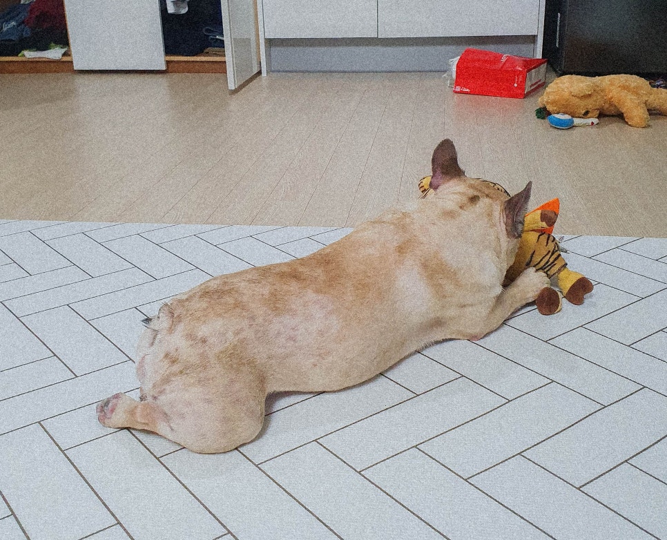 소소한 집사 이미지