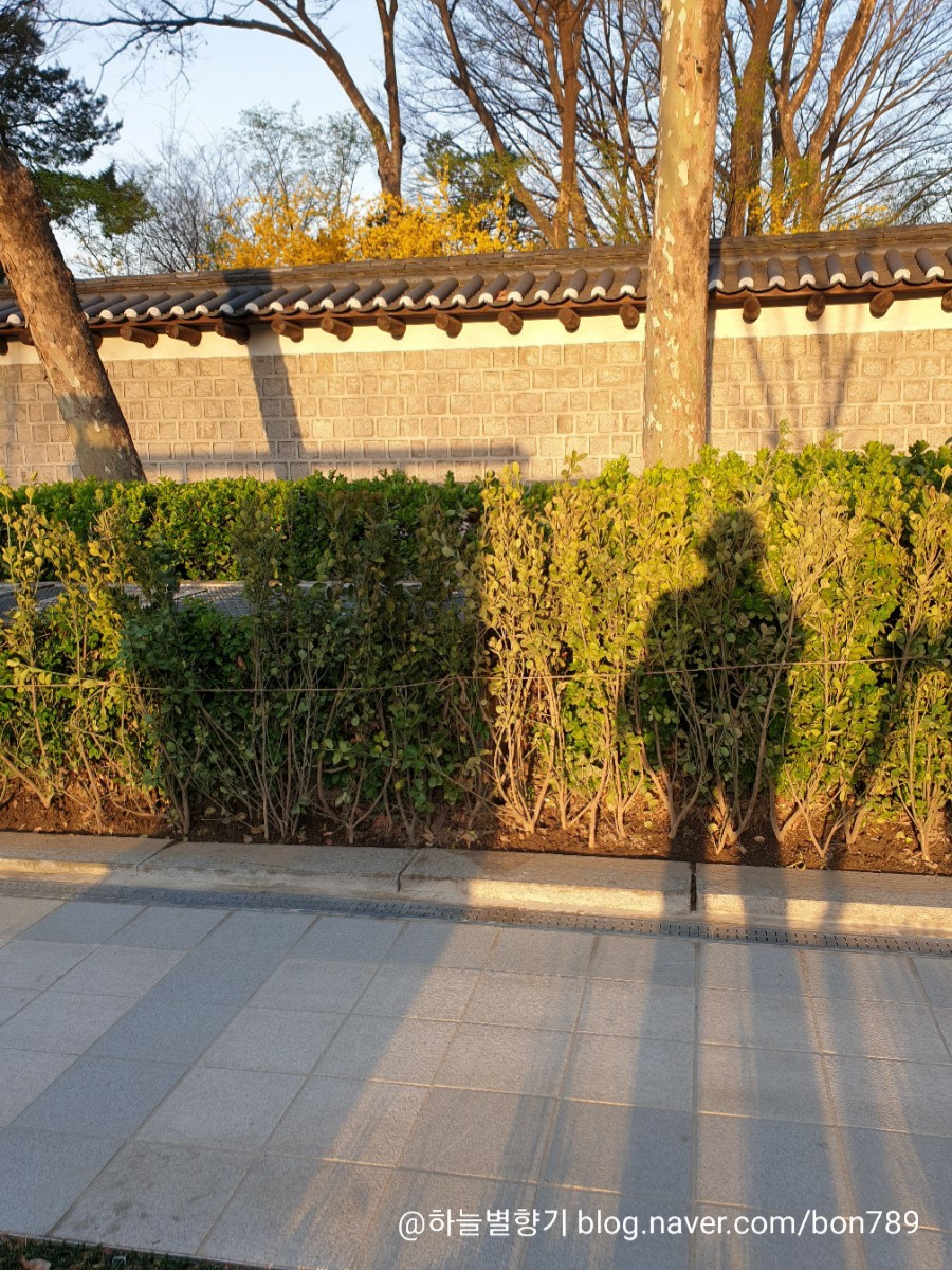 개나리문구 이미지