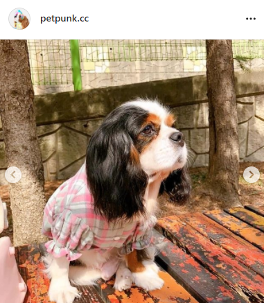 슈슈홀릭 이미지