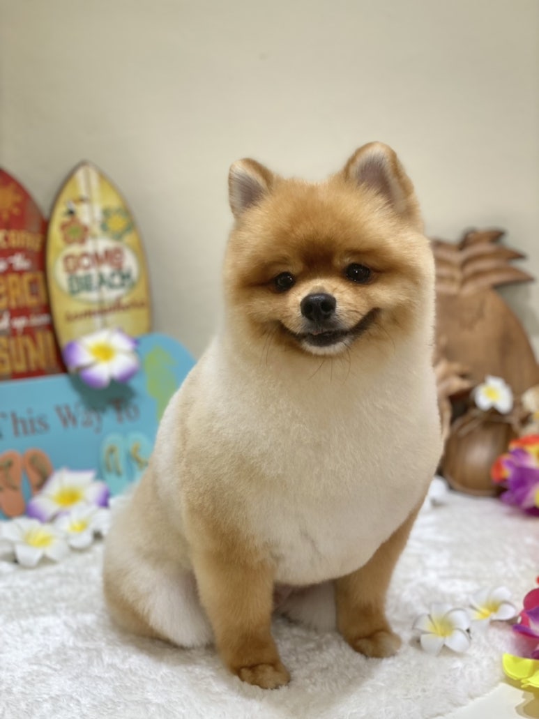 치치살롱 이미지