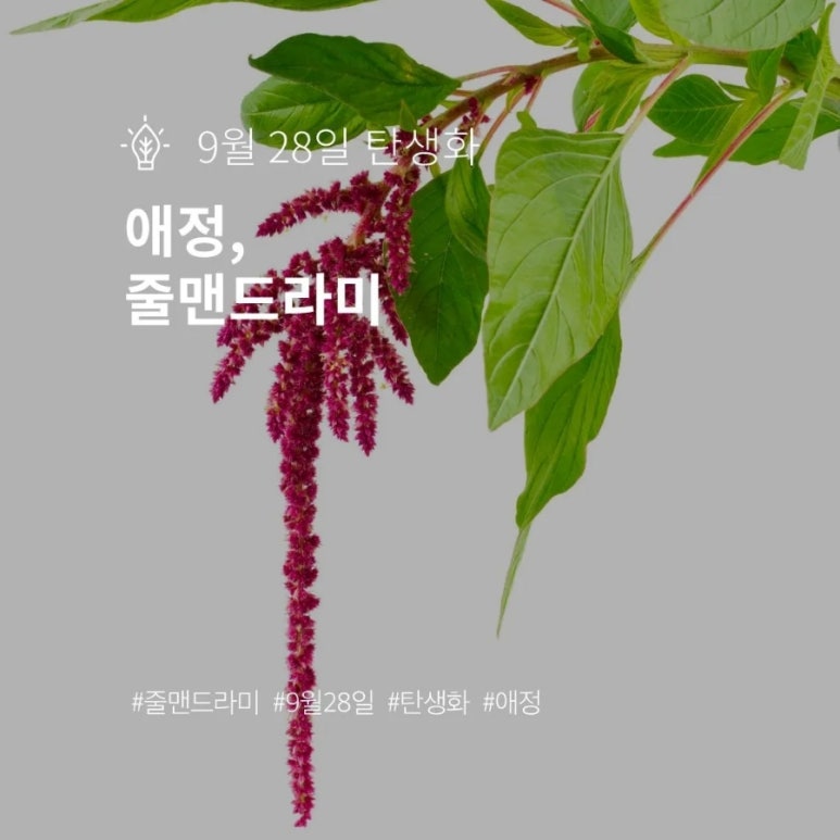 꽃;애정 이미지