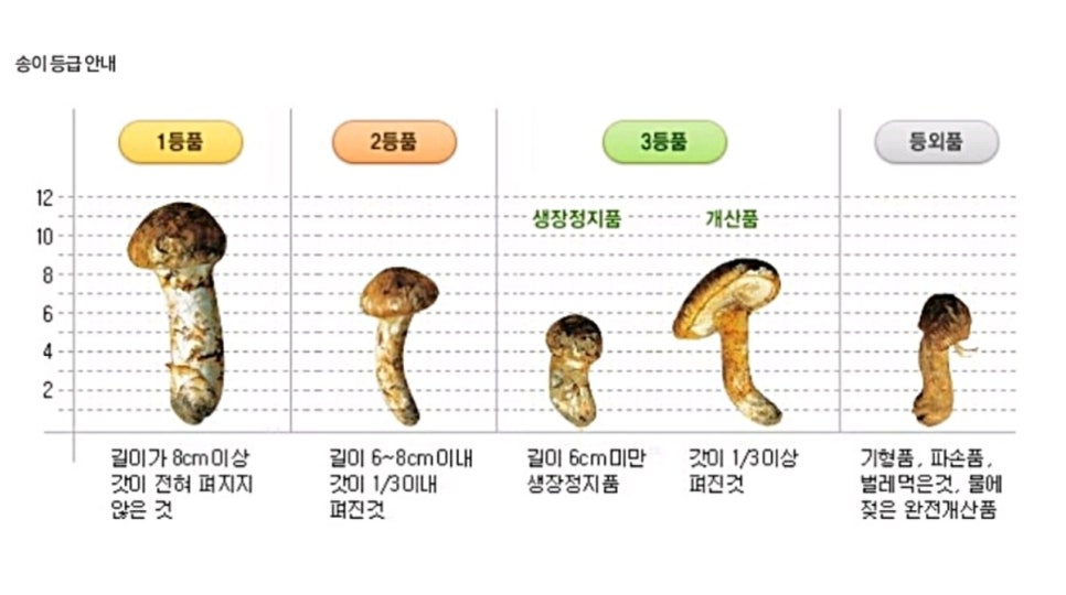 송이영농 이미지