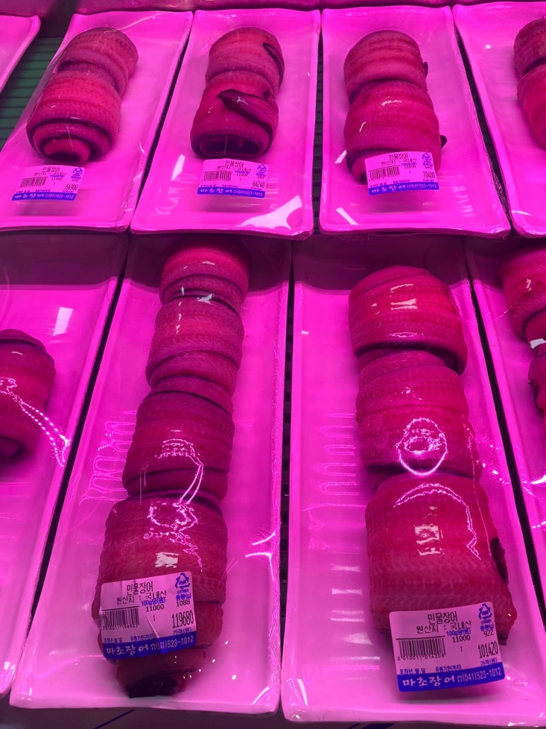 마초장어 이미지