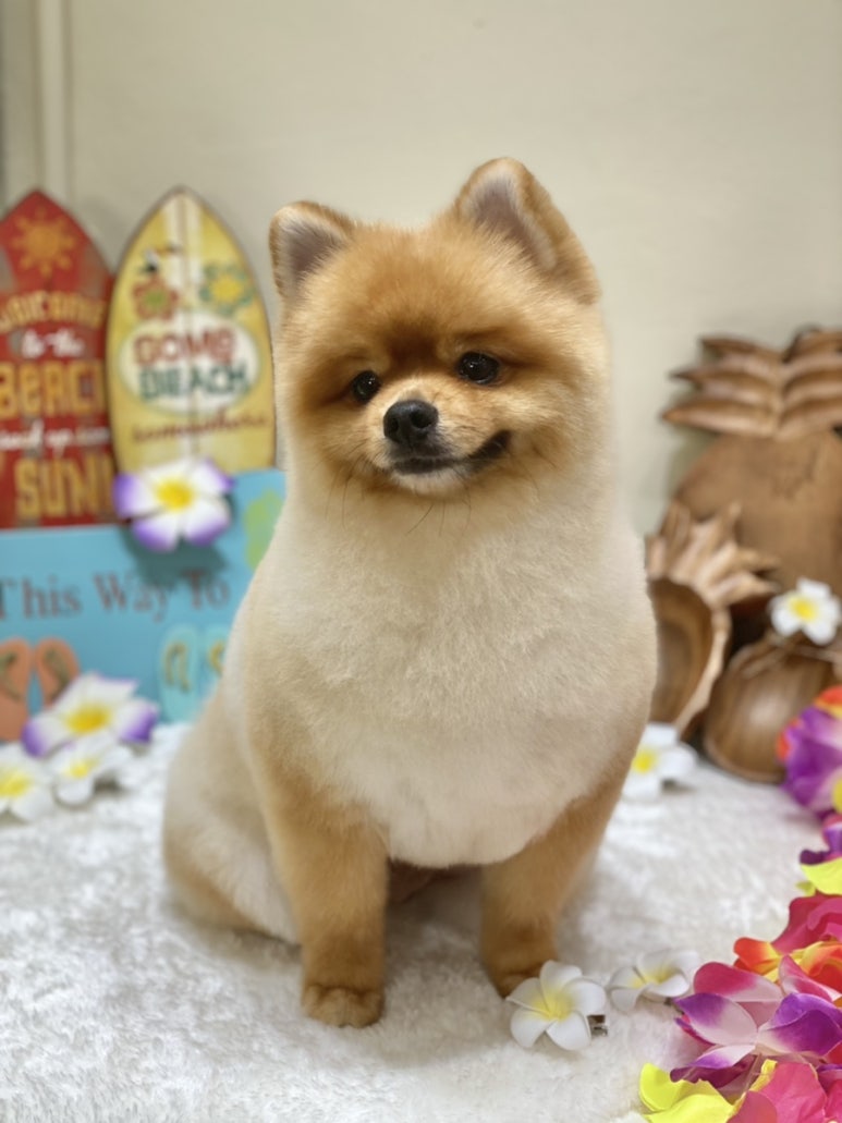 치치살롱 이미지