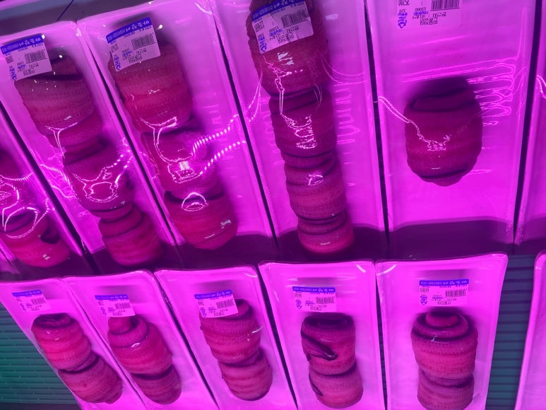 마초장어 이미지