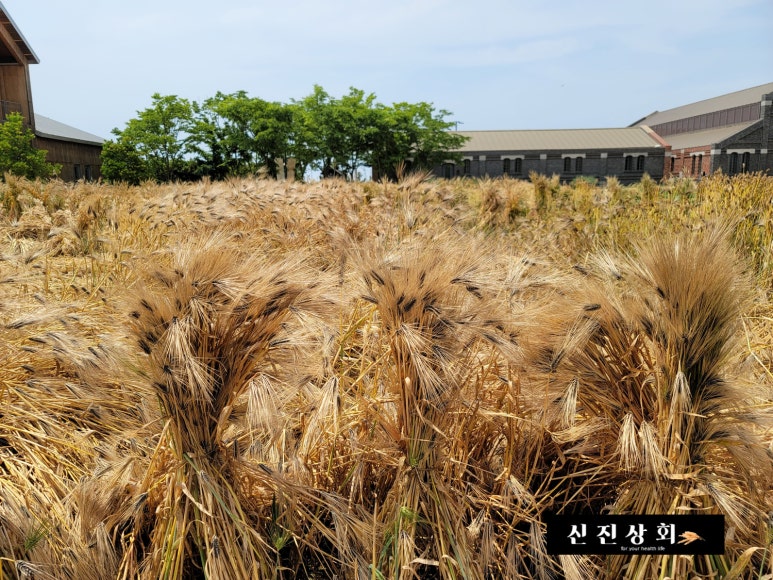 신진상회 이미지