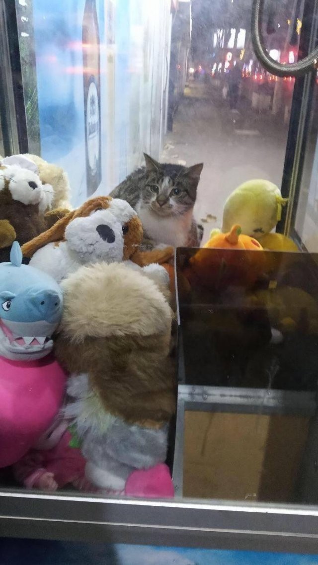 인형뽑기# 이미지