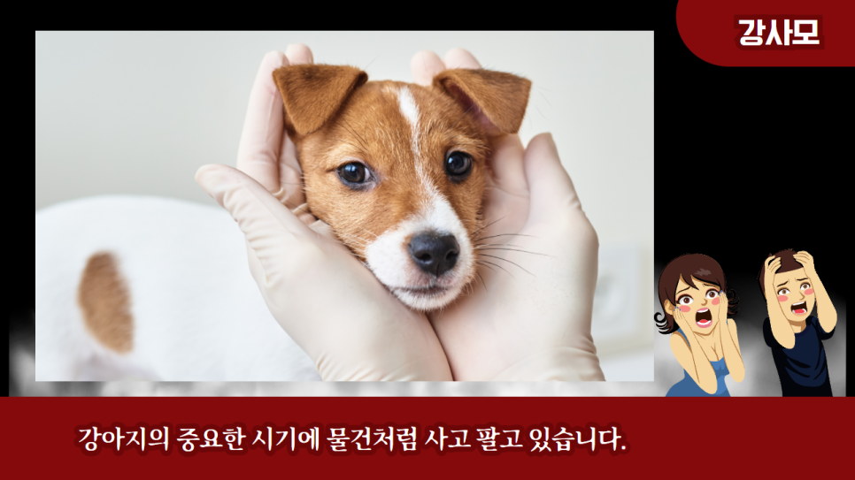 못된강아지 이미지