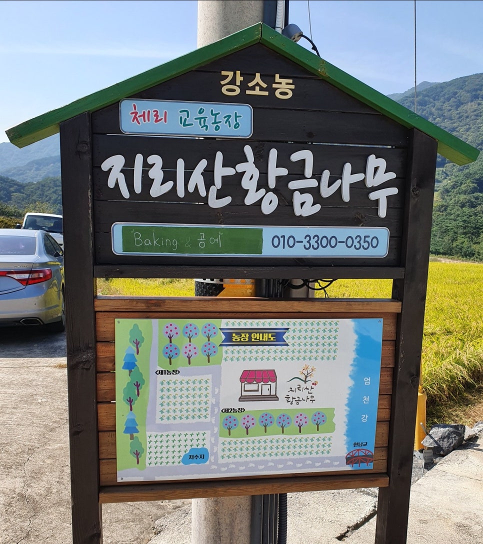 지리산황금나무 이미지