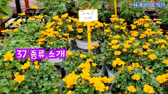 체리사랑농원 이미지