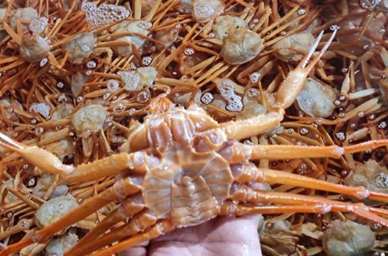 바다홍게 이미지