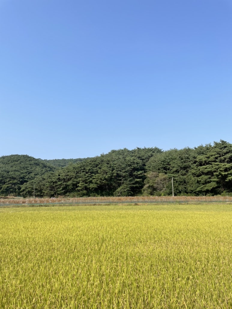 황금빛펜션 이미지