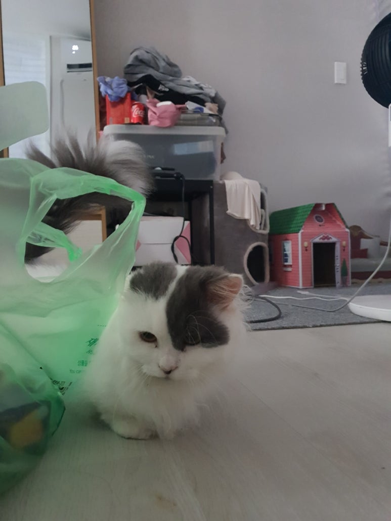 셀커시 이미지