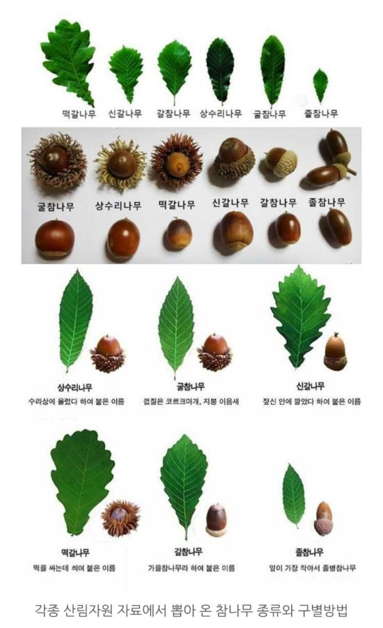도토리분식 이미지