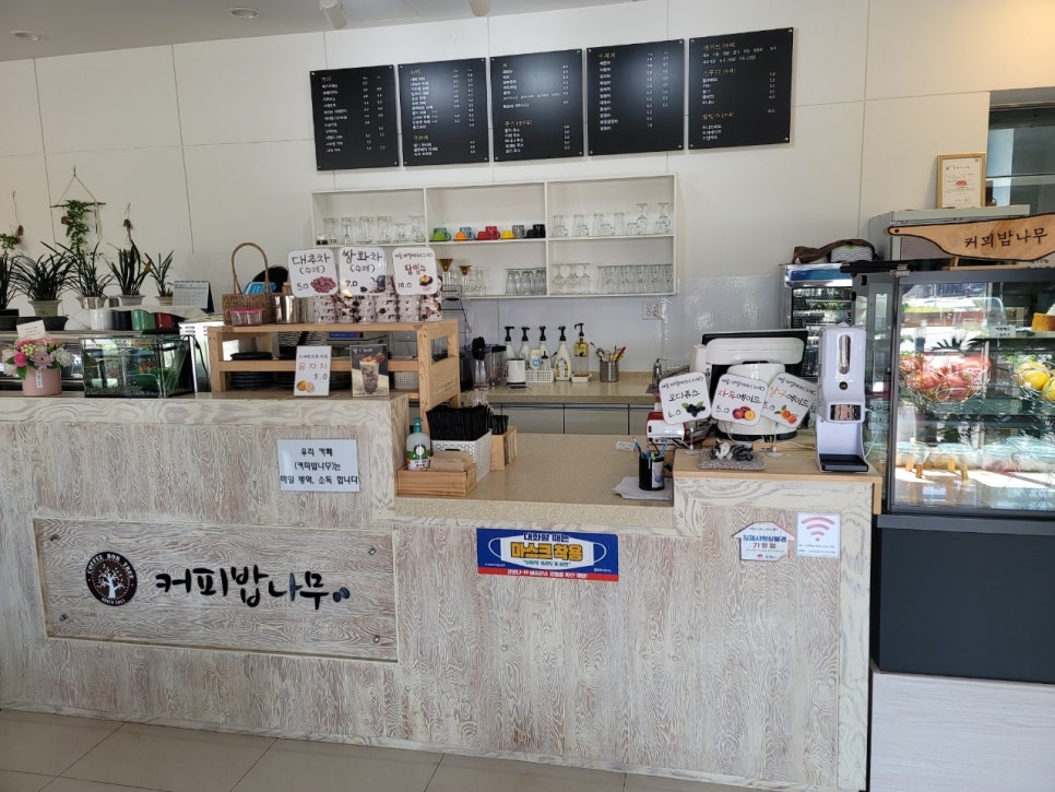 커피밥나무 이미지