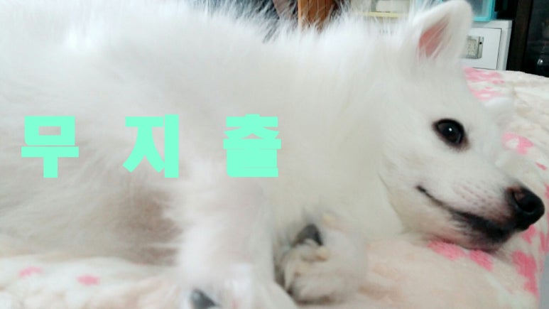 중부마트 중부축산 이미지
