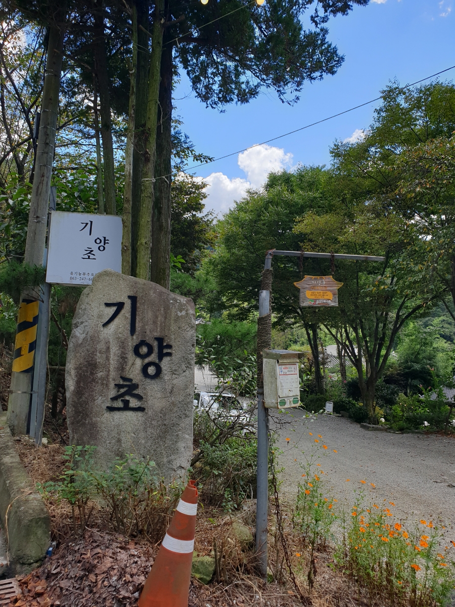 기양초 이미지