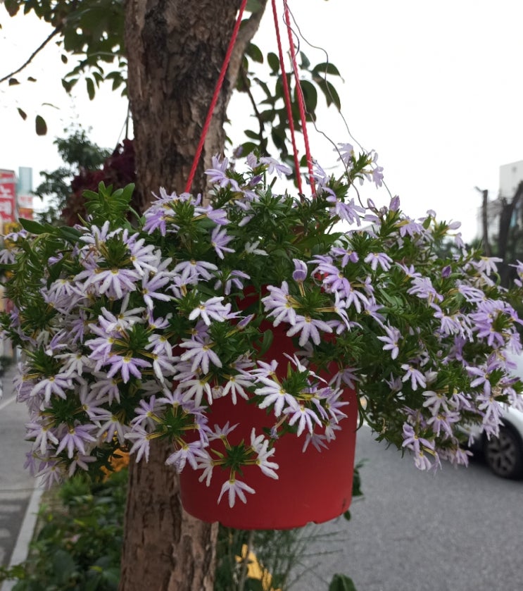 삼부꽃집 이미지