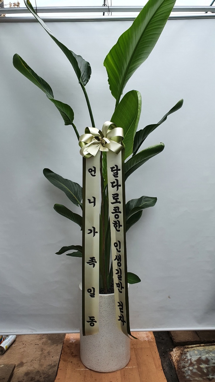 루이르플라워 이미지