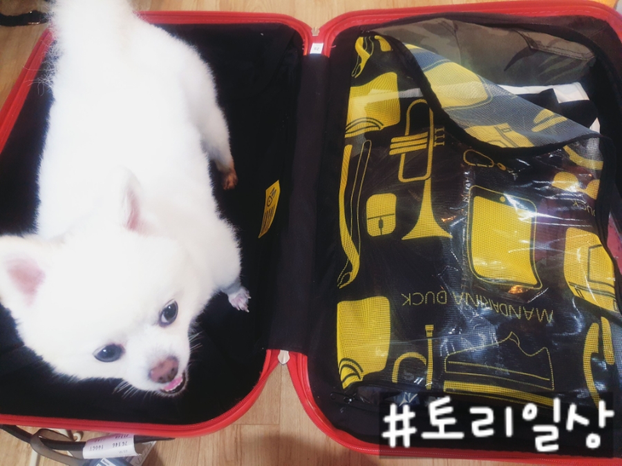 토리81 이미지