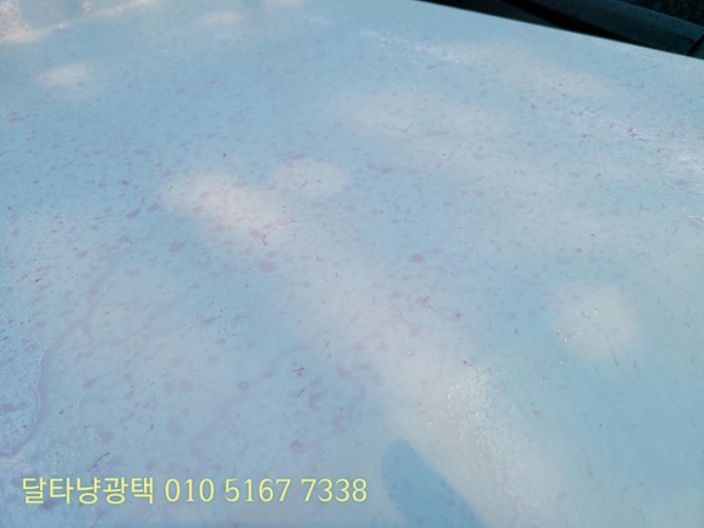 달타냥광택 이미지