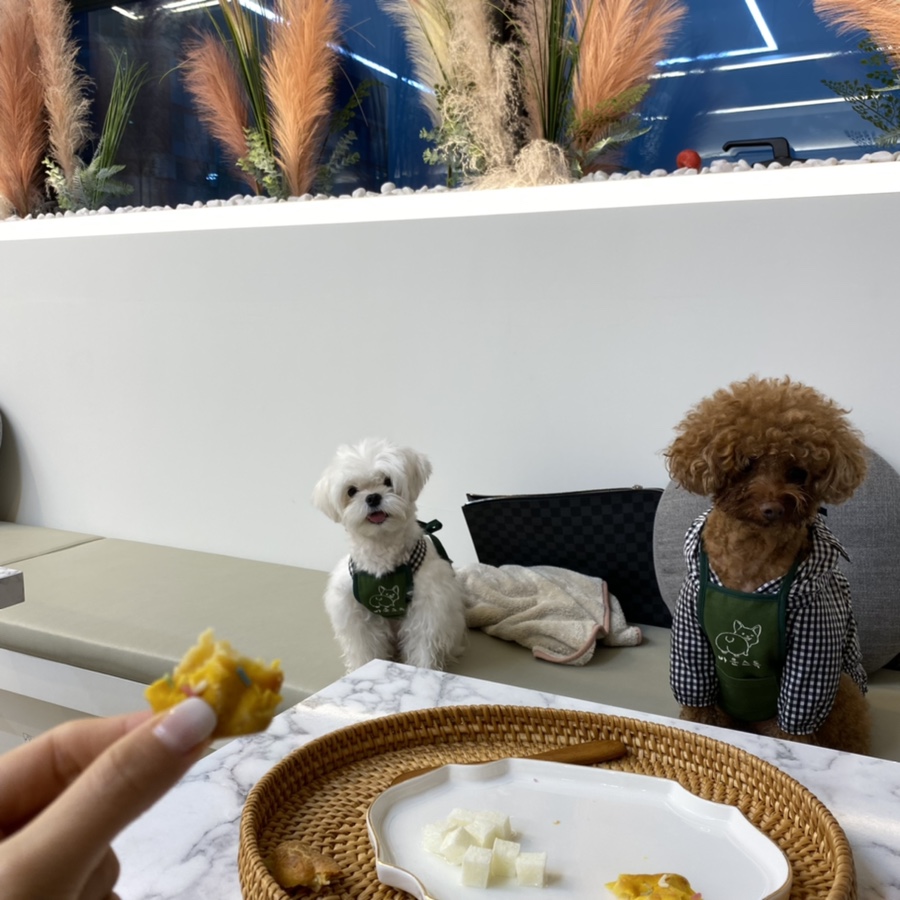 바운스독카페 이미지
