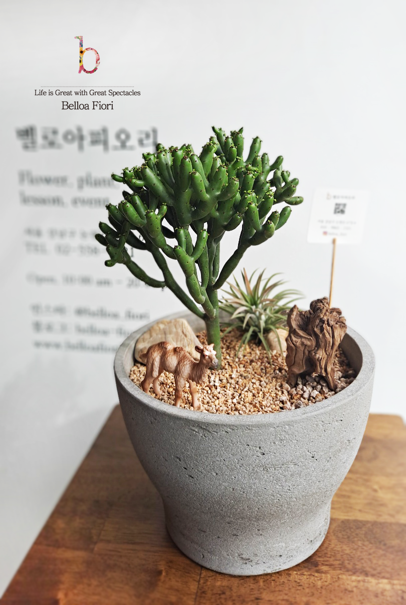 벨로아피오리 이미지