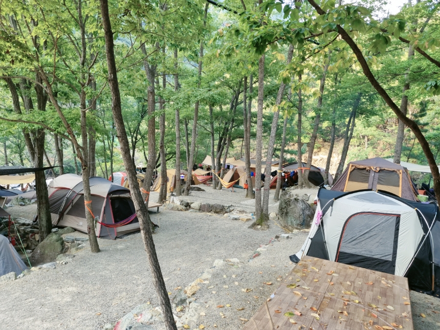 사지목나무그늘 이미지