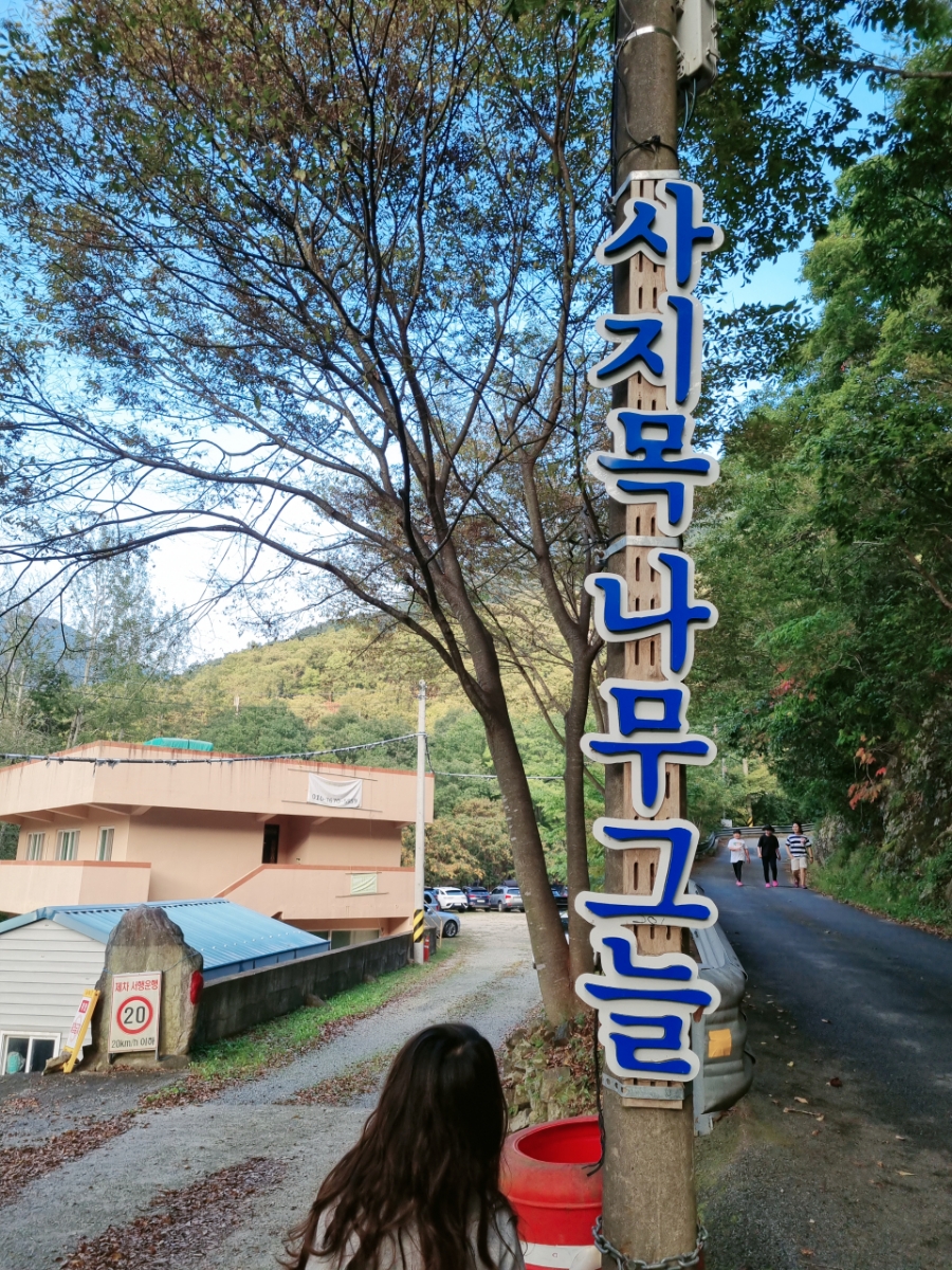 사지목나무그늘 이미지