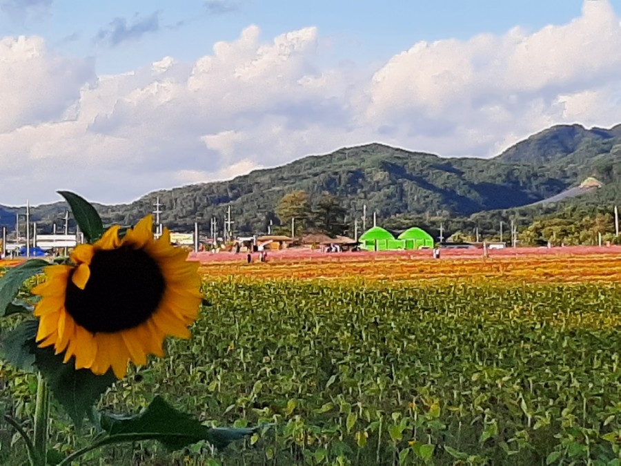 옥민박 이미지