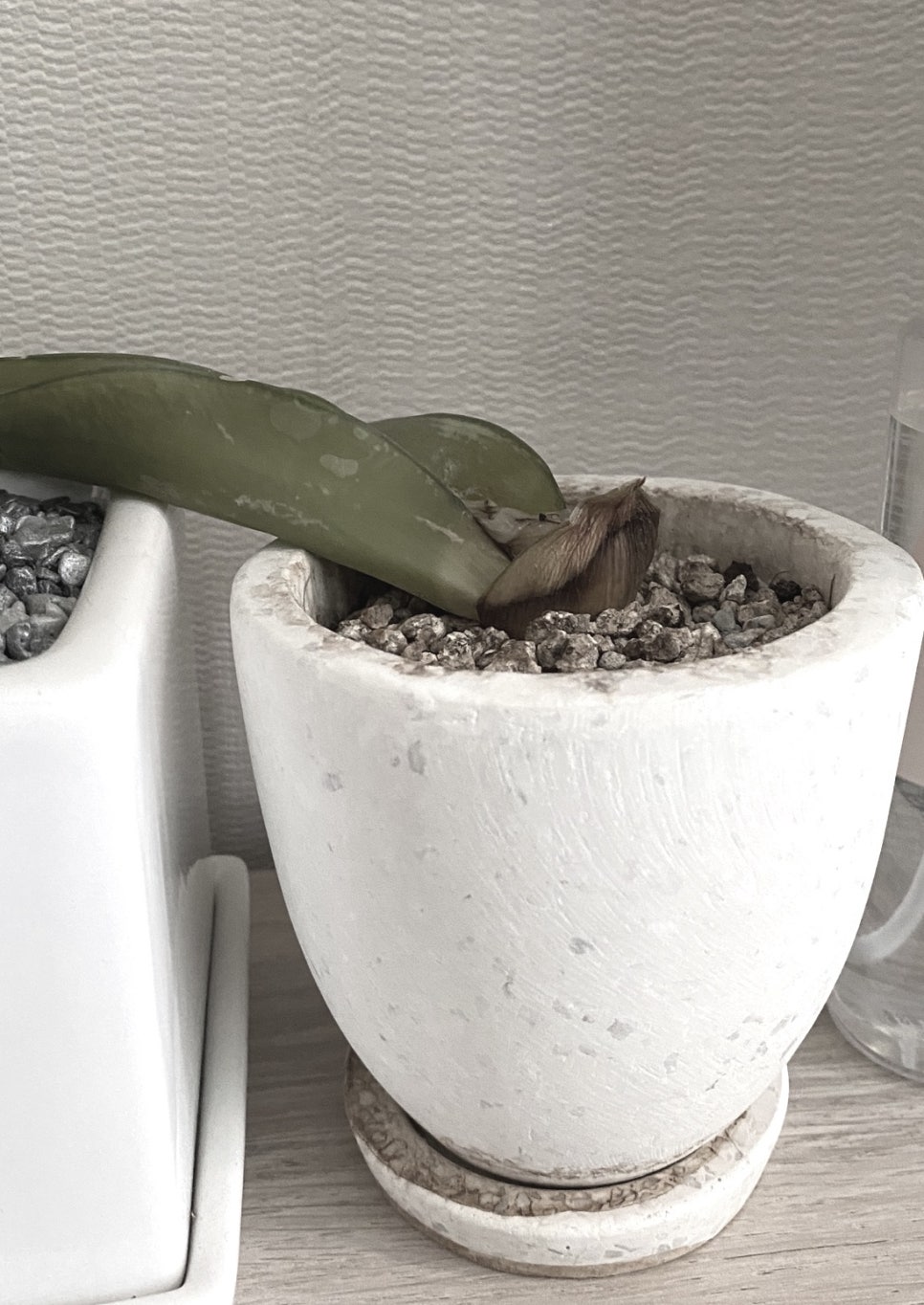 플레르유주 이미지