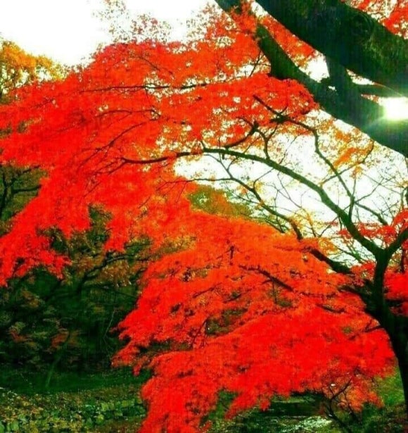 가을담 이미지