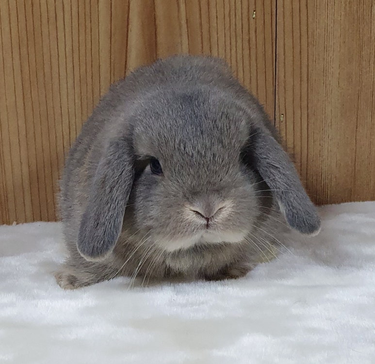 보라펫 이미지