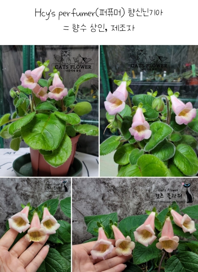 냐옹이네꽃집 이미지