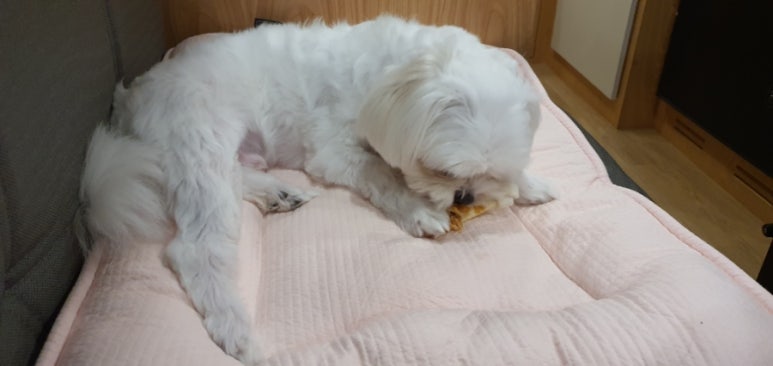 내장산캠핑카 이미지