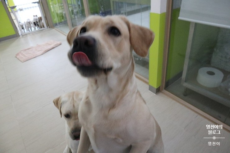 청려원 이미지