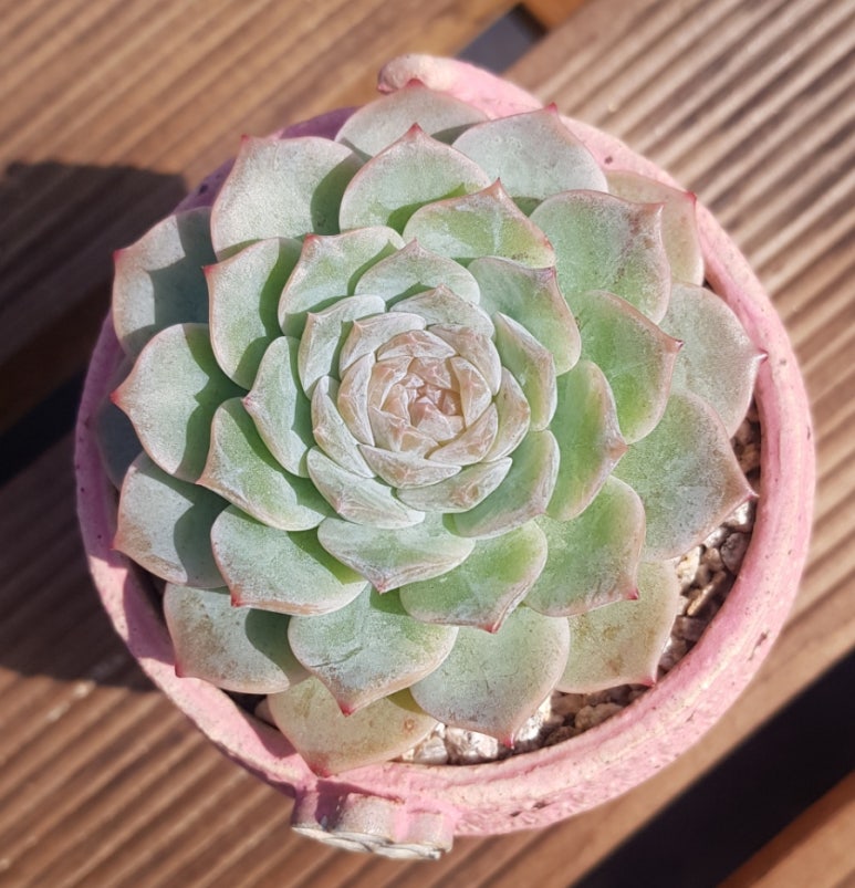 베어파이브 이미지