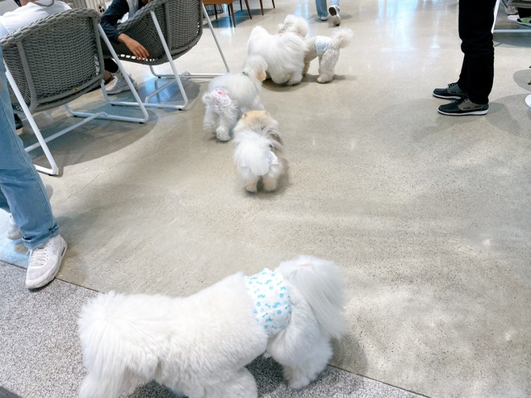 카페도토 이미지
