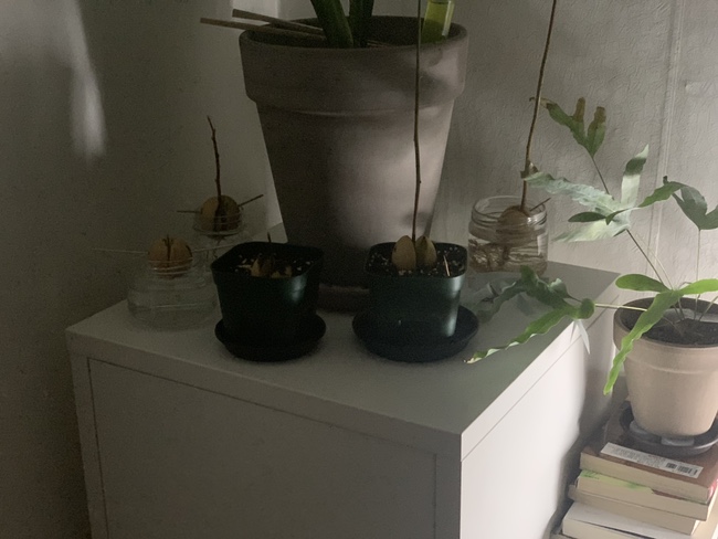 아보카도즈 이미지