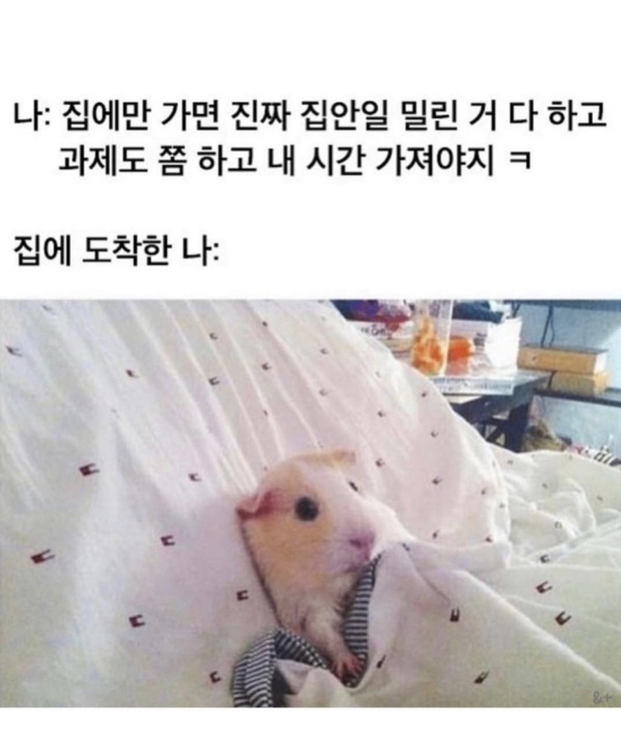 다모아분식 이미지