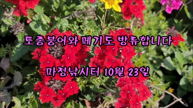 붕어랑메기랑 이미지