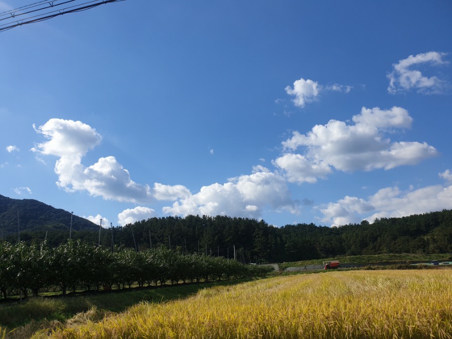 릴라돈까스 이미지