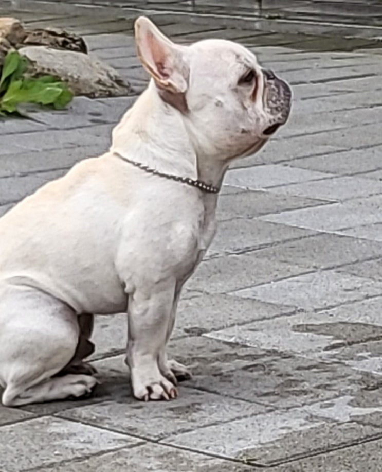 청솔조경 이미지